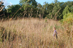 Middleville prairie